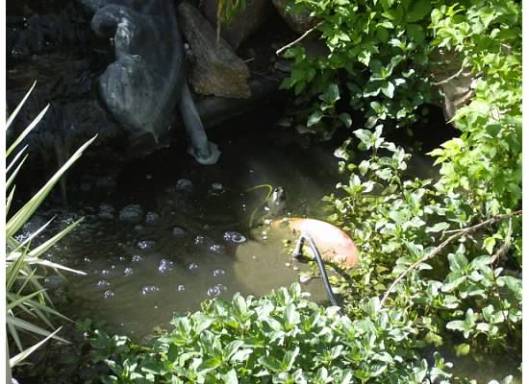 Bull Frog...Can You Find Him?