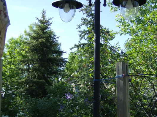 Spruce Trees - Started as little $5 trees in small pots