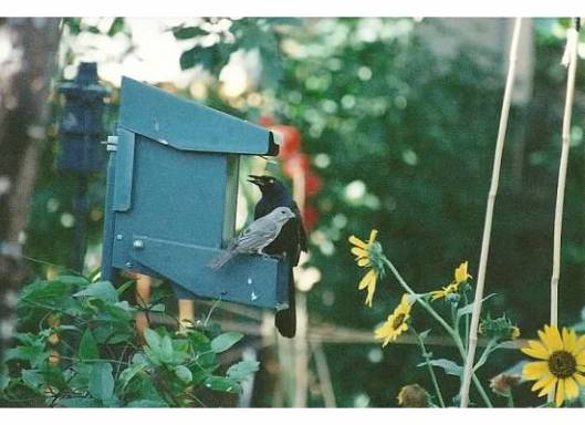 Two Unlikely Friends Sharing