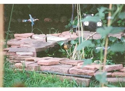 The big pond. This isn't the best picture, but I will have more down the road for you to see.