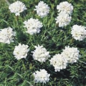 white thrift
