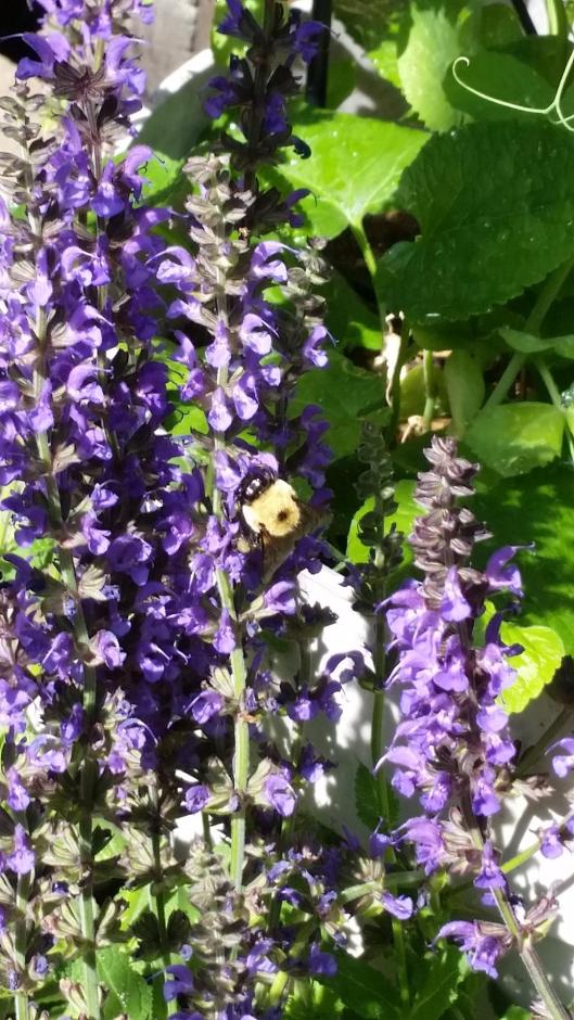 Blue Salvia With A Big Bumble Bee