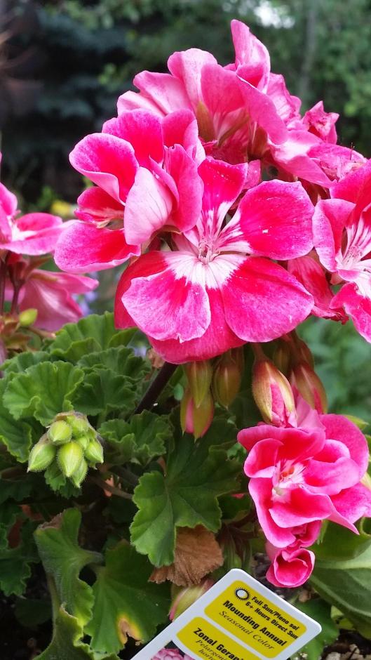 Geranium