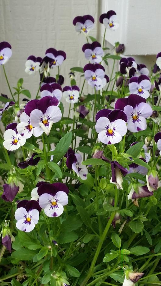 Violas